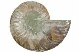 Cut & Polished Ammonite Fossil (Half) - Madagascar #354189-1